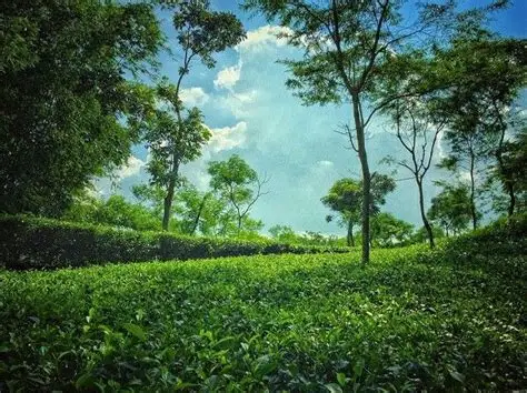 সোনাদিয়া দ্বীপ